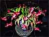 Schlumbergera truncata - Thanksgiving Cactus