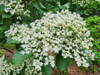 Viburnum dilatatum - Linden Arrowwood