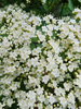 Viburnum dilatatum - Linden Arrowwood