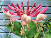 Lonicera sp.