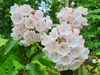 Kalmia latifolia - Mountain Laurel