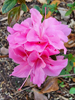 Rhododendron sp.