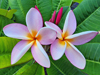 Plumeria sp.