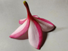Plumeria sp.