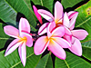 Plumeria sp.