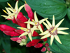 Spigelia marilandica - Indian Pink