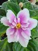 Saintpaulia hybrid - African Violet
