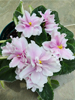 Saintpaulia hybrid - African Violet