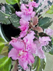 Saintpaulia hybrid - African Violet