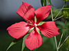 Hibiscus coccineus - Scarlet Rosemallow