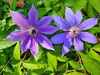 Clematis
