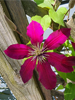Clematis 'Niobe'