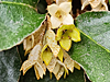 Elaeagnus x submacrophylla