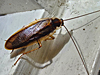 Parcoblatta pennsylvanica - Pennsylvania Wood Cockroach ♂