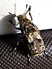 Euparius paganus