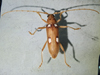 Eburia quadrigeminata - Ivory-marked Beetle