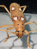 Eburia quadrigeminata - Ivory-marked Beetle