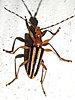 Metacmaeops vittata