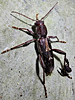 Xylotrechus sagittatus - Arrowhead Borer
