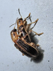 Cregya oculata