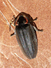 Ellychnia corrusca - Winter Firefly