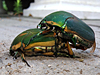 Cotinis nitida - Green June Beetle