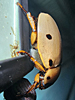 Pelidnota punctata - Grapevine Beetle