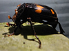Nicrophorus orbicollis - Roundneck Sexton Beetle