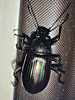 Tarpela micans