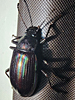Tarpela micans