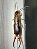 Forficula auricularia - European Earwig ♂