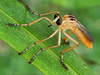 Diogmites neoternatus - Hanging Thieves