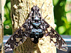 Xenox tigrinus - Tiger Bee Fly