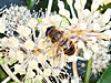 Eristalis tenax - Common Drone Fly