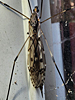 Tipula abdominalis - Giant Crane Fly
