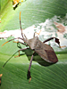 Acanthocephala terminalis - Leaf-footed Bug