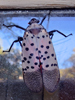 Lycorma delicatula - Spotted Lanternfly