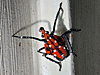 Lycorma delicatula - Spotted Lanternfly