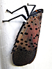 Lycorma delicatula - Spotted Lanternfly