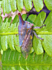 Platycotis vittata - Oak Treehopper