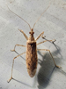Nabidae - Damsel Bug