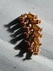 Sinea eggs - Spiny Assassin Bug