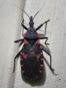 Triatoma sanguisuga - Eastern Blood-sucking Conenose