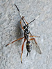 Lymeon orbus ♀