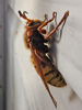 Vespa crabro - European hornet