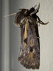 Acrolophus popeanella - Clemens' Grass Tubeworm Moth ♂
