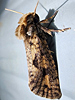 Acrolophus popeanella - Clemens' Grass Tubeworm Moth ♂