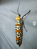 Atteva aurea - Ailanthus Webworm Moth