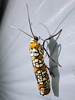 Atteva aurea - Ailanthus Webworm Moth