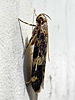 Oegoconia novimundi - Four-spotted Yellowneck Moth